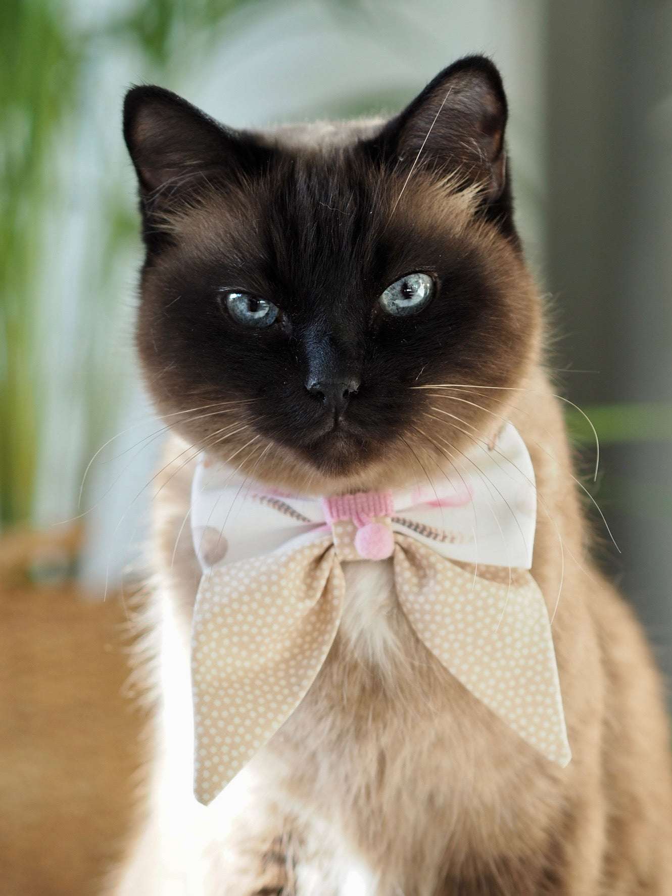 Hundeschleife - Hundeaccessoires - Federn - Absolutely egg-celent