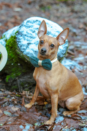 Christmas * Dog Bow * Cat Bow * green * gold * Glitter * Classy & Cozy