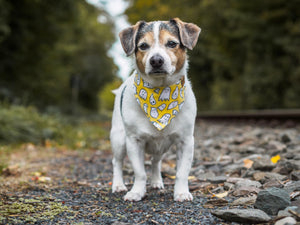 Halloween * Dog Bandana * Cat Bandana * Ghost * stars * silver * Un-Boo-Lievable