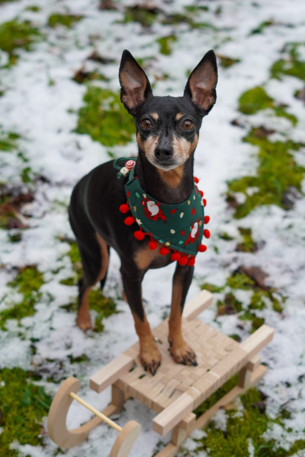 Christmas * Dog Bandana * Cat Bandana * red * green * Santa * Rebel without a Claus