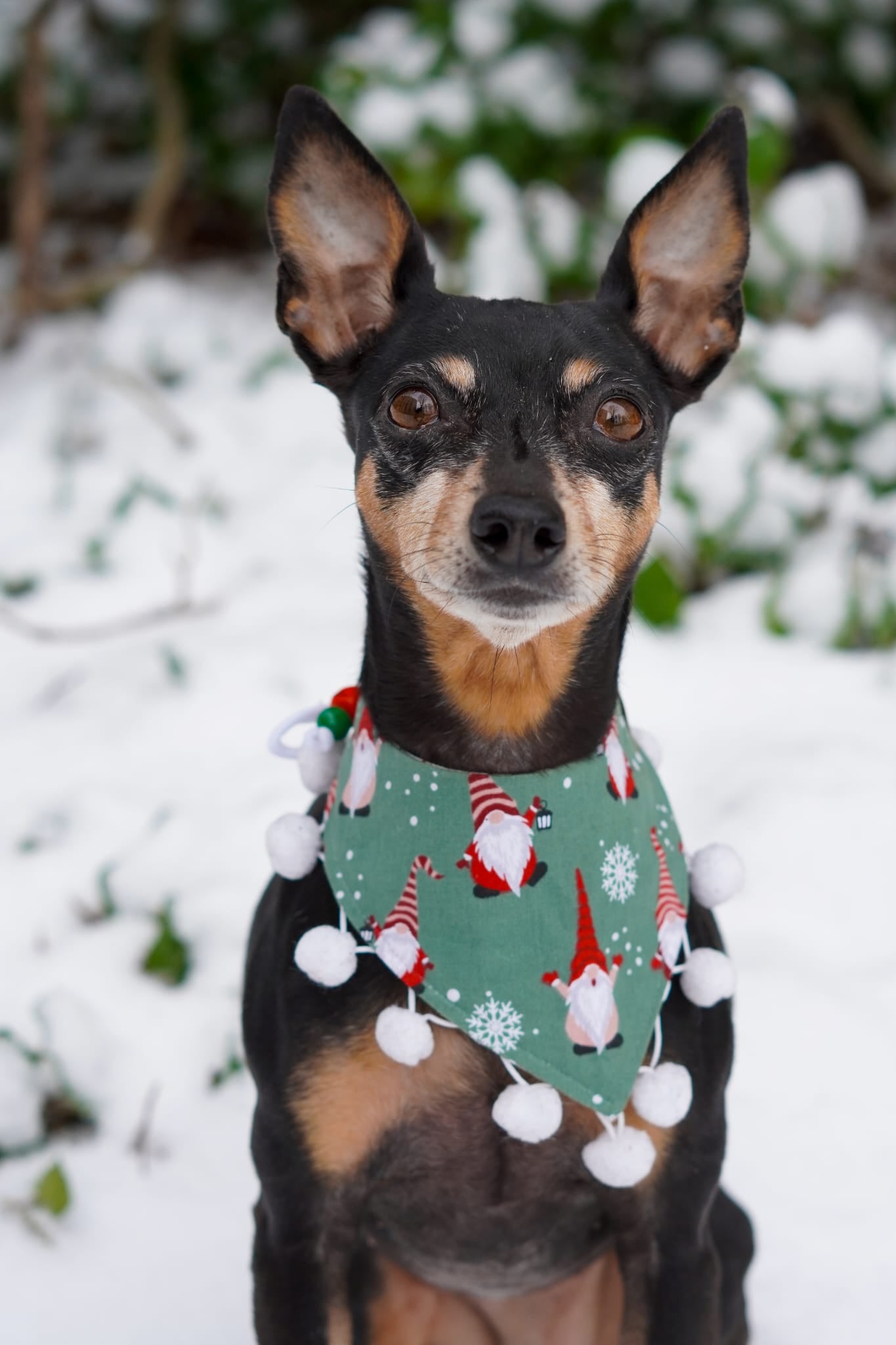 Christmas * Dog Bandana * Cat Bandana * Christmas Tree * green * Alll by my-elf!