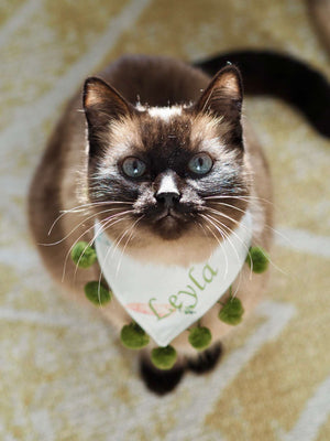 Hundehalstuch - Katzenhalstuch - personalisiert - Call me Carrot