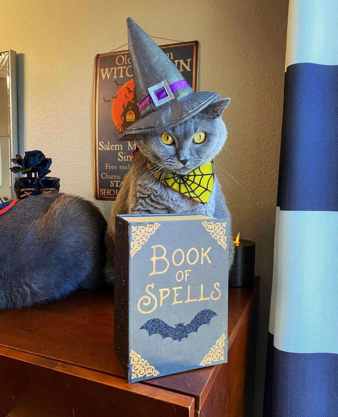 Hundehalstuch - Katzenhalstuch - Spinne - Creepin' it real