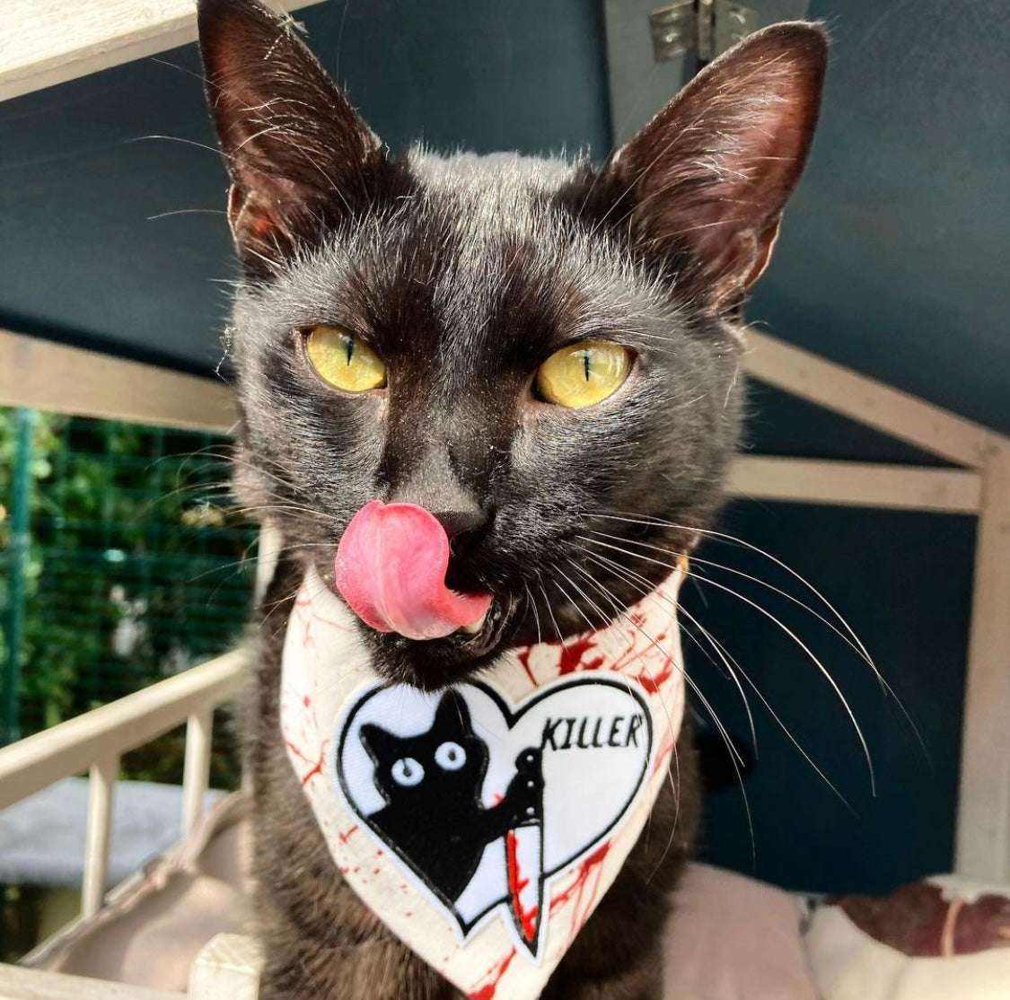 Katzenhalstuch - Katzenbandana - Halloween - Killer Cat