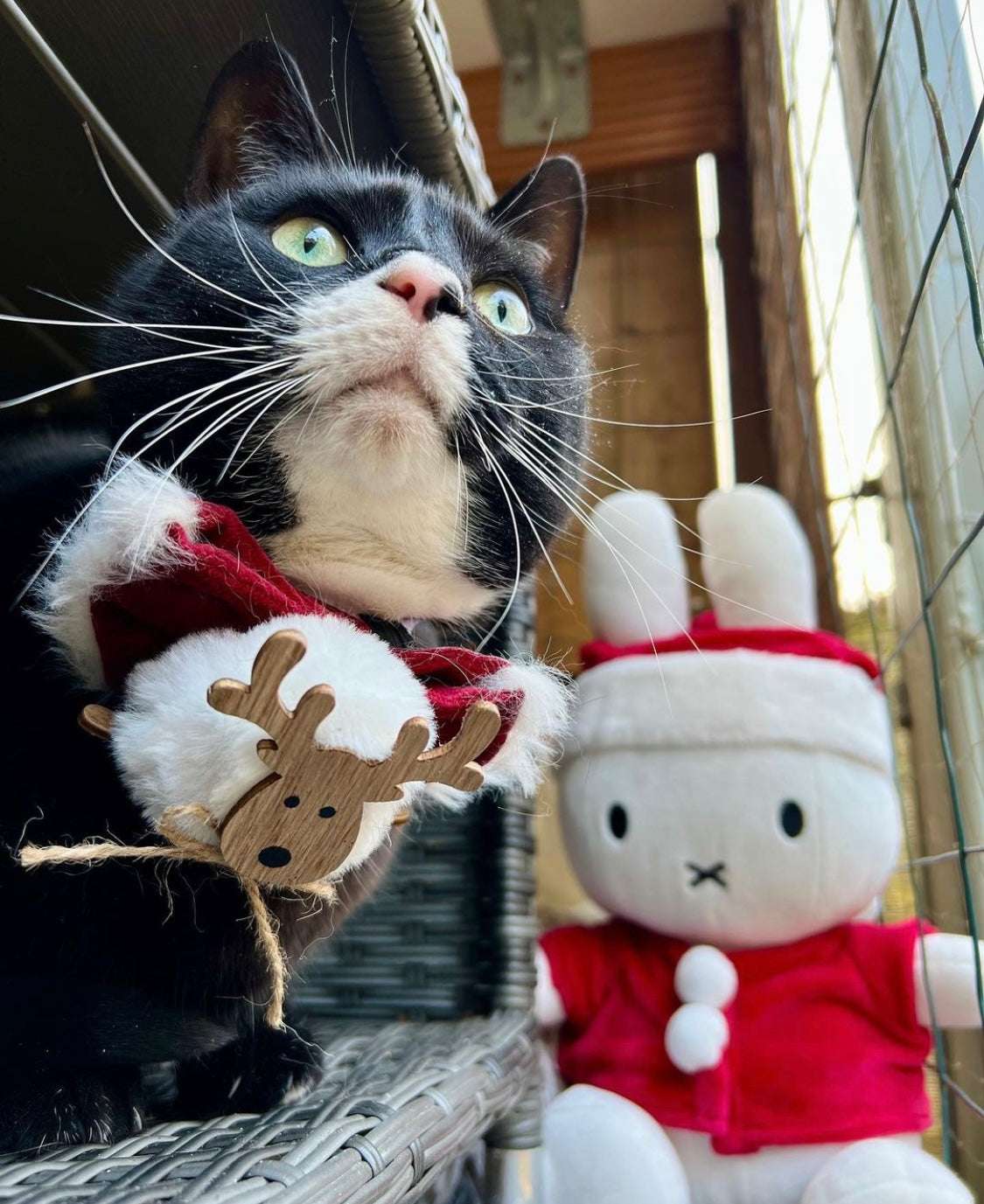 Hundeschleife - Katzenschleife - Rentier - Fleece Navidad