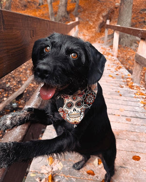 Halloween * Dog Bandana * Cat Bandana * Skull * black * Los Muertos