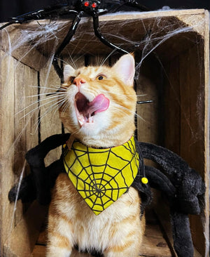 Halloween * Dog Bandana * Cat Bandana * Spider * red * yellow * Creepin' it real