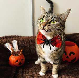 Halloween * Dog Bow * Cat Bow * spider * red * Creepin' it real