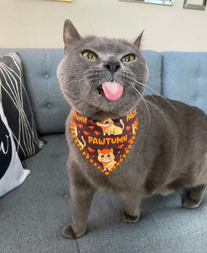 Autumn * Cat Bandana * Leaves * orange * brown * Pawtumn Vibes