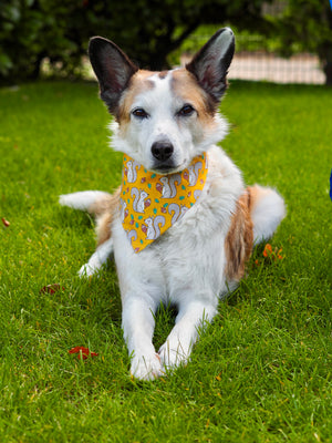 Autumn * Dog Bandana * Cat Bandana * Squirrel * Nuts * Cord * yellow * Nuts about you