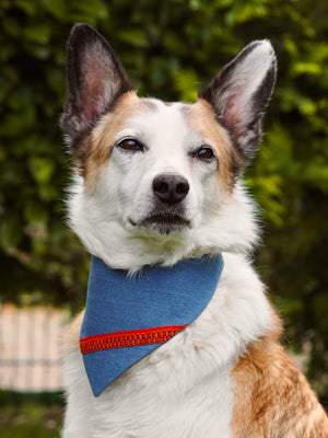 Autumn * Dog Bandana * Cat Bandana * Fox * Leaves * blue * Jeans * Fur-tastic Fall