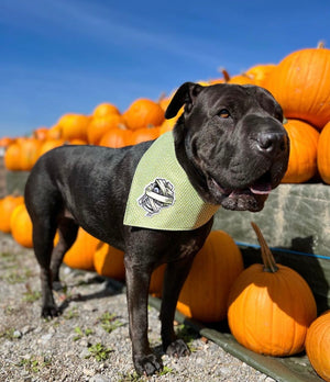 Halloween * Dog Bandana * Cat Bandana * neon * Zombies * green * black * Don't mess with the dead!