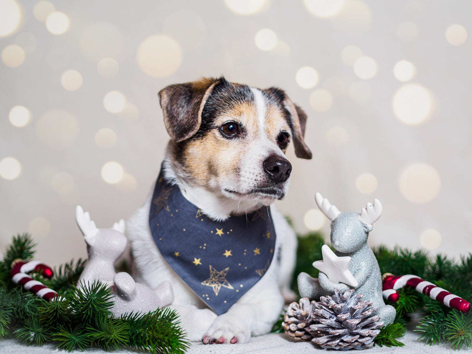 Winter * Dog Bandana * Cat Bandana * Stars * gold * grey * Golden Skies