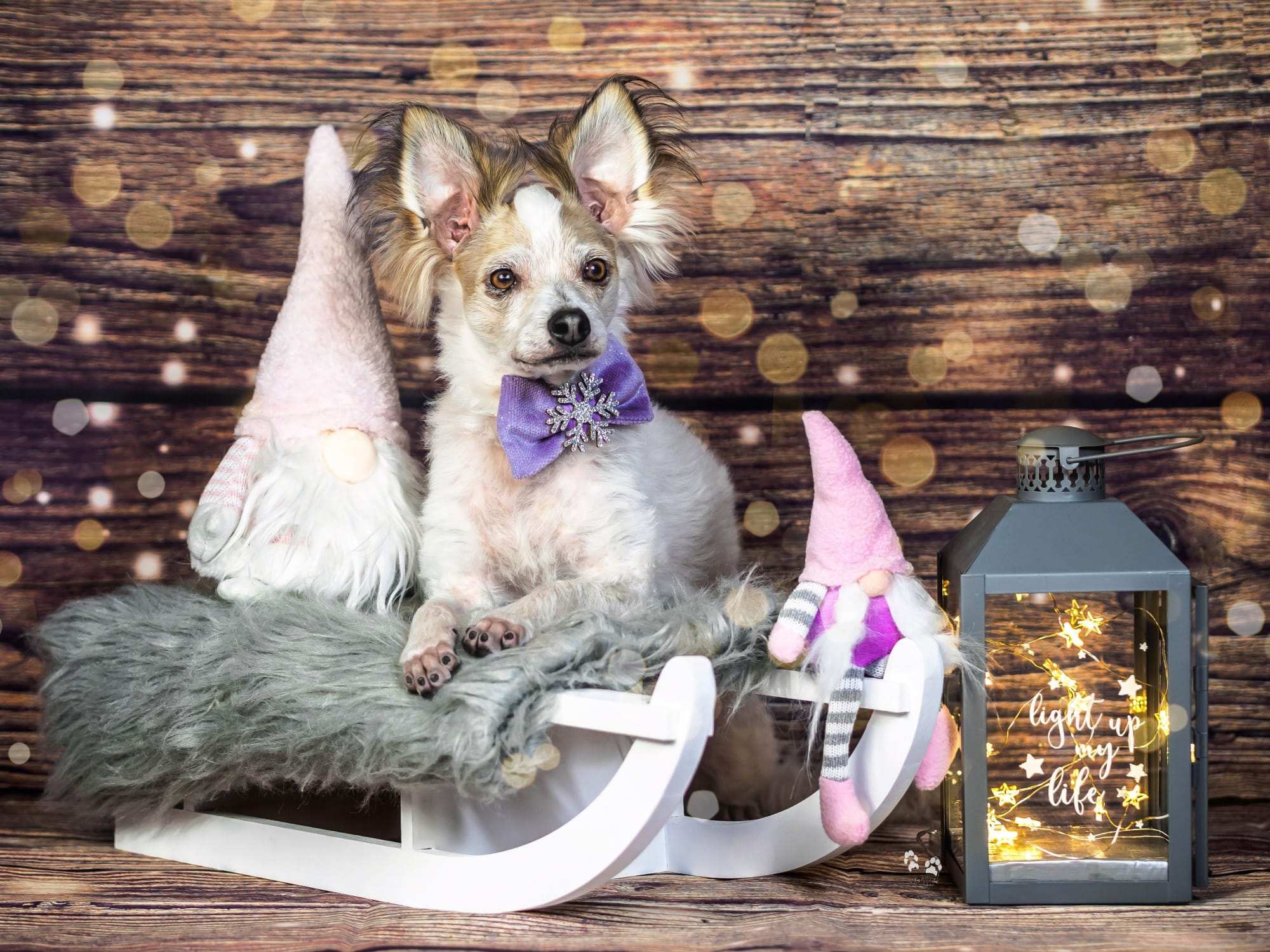 Hundeschleife - Katzenschleife - Schneeflocke - Love at frost sight