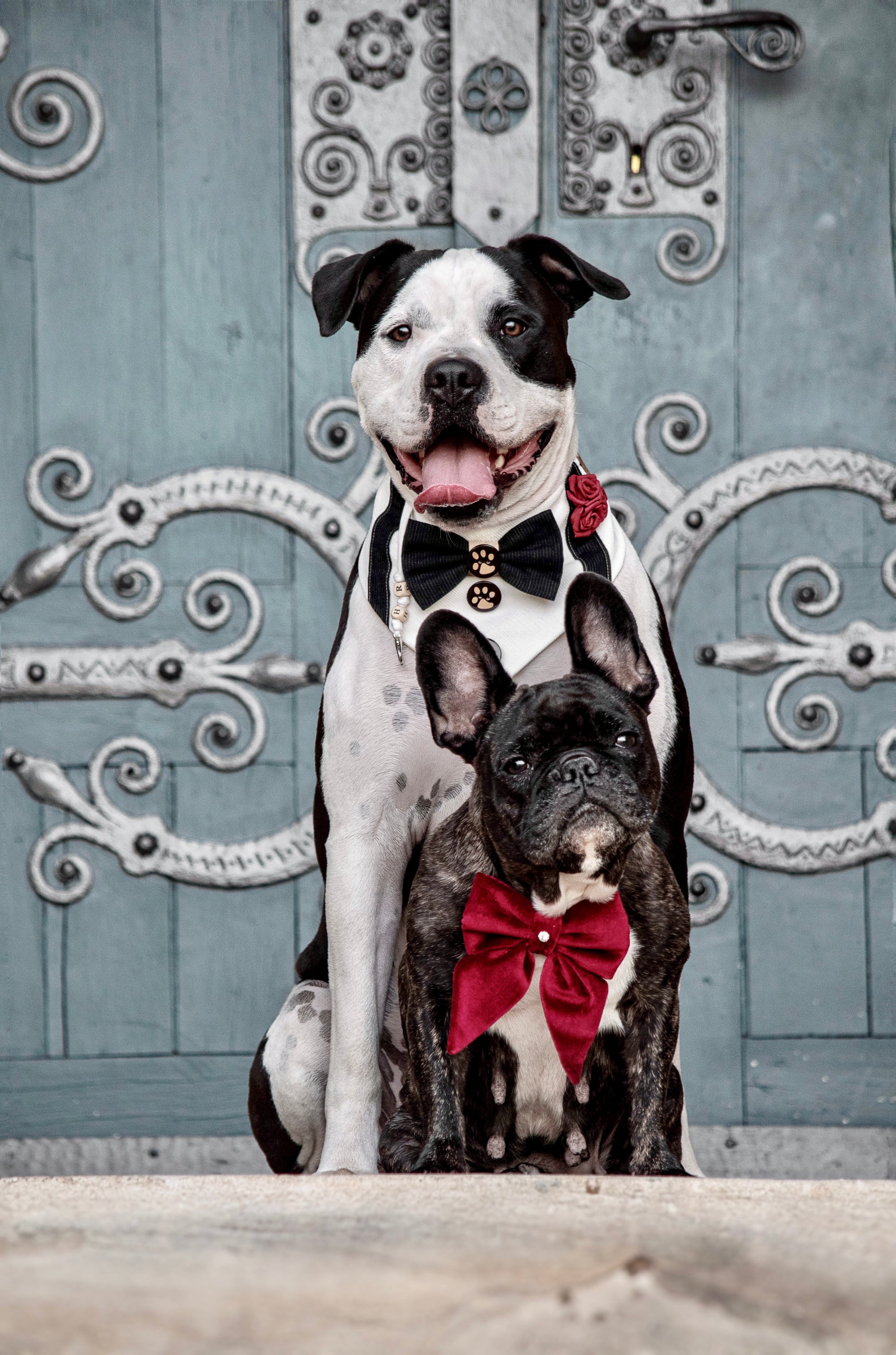 Zwei Hunde tragen handgemachte Hundeaccessoires zur Hochzeit