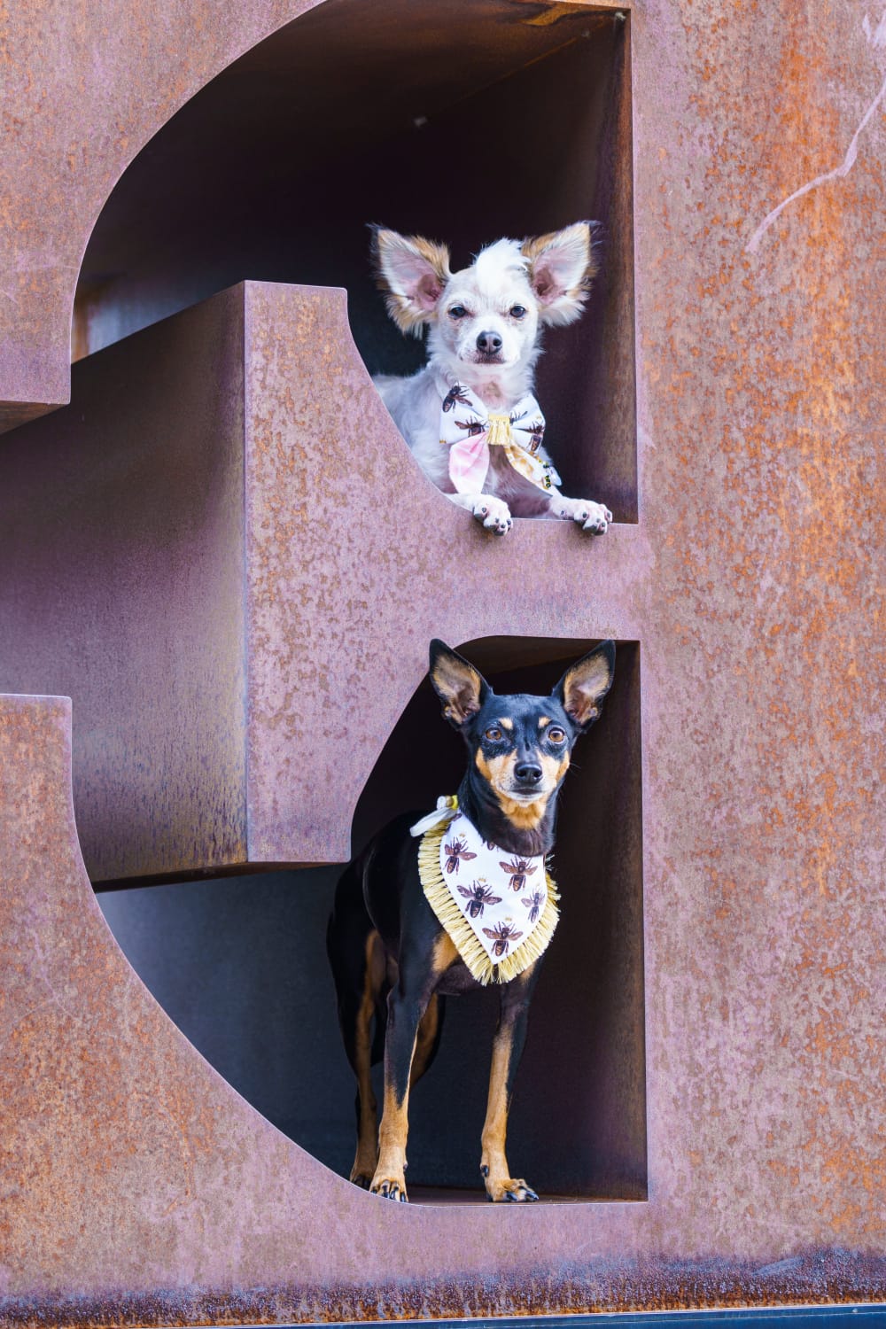 Zwei kleine Hunde tragen Hundeaccessoires mit Bienen beim Fotoshooting
