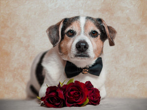 Kleiner Hund mit schwarzer Fliege und roten Rosen