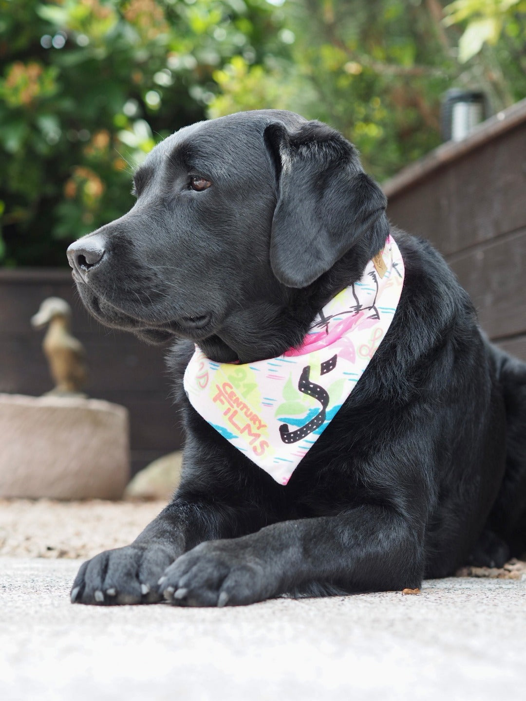 Schwarzer Labrador trägt weißes Hundehalstuch mit buntem Muster