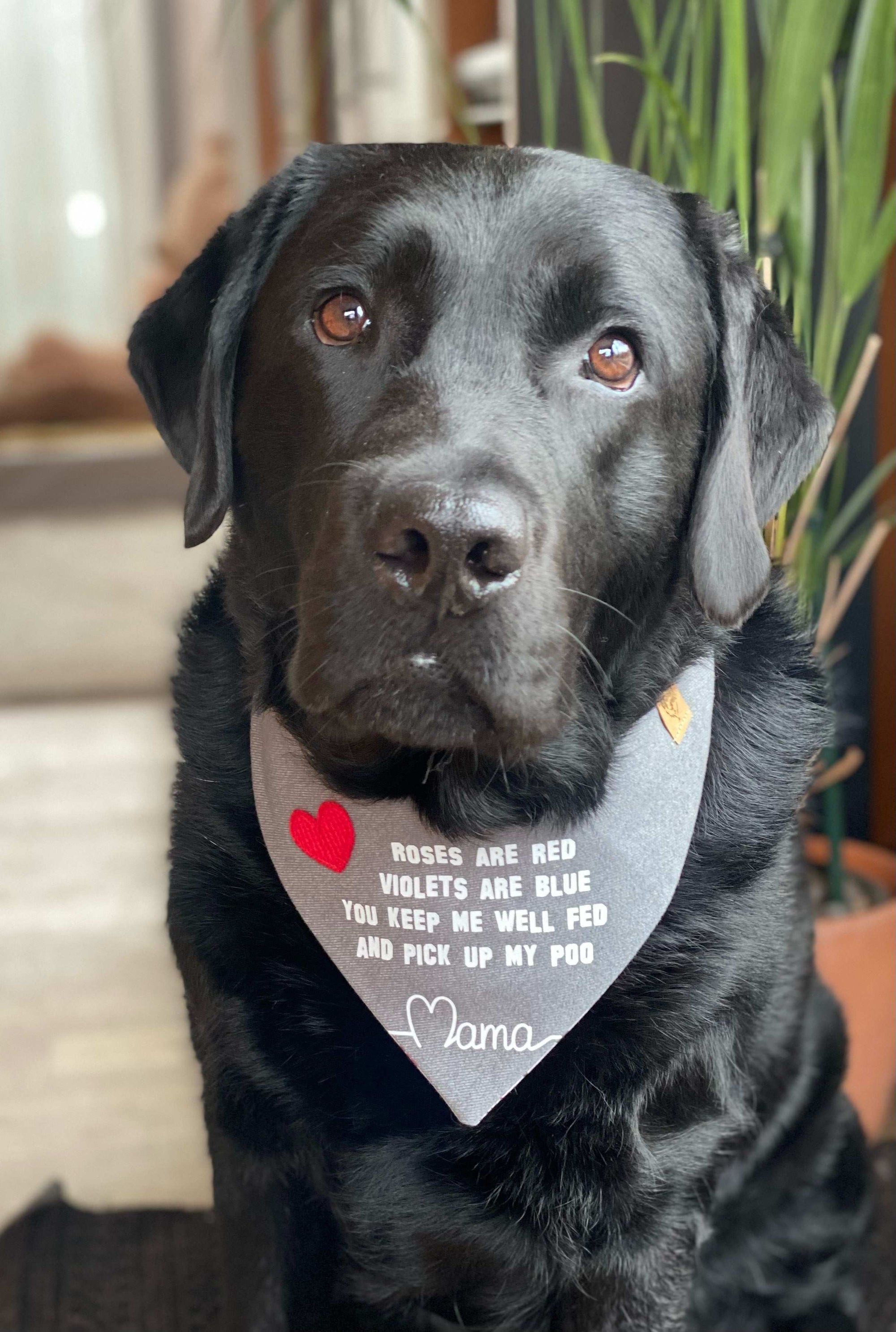 Schwarzer Labrador trägt Hundehalstuch zum Muttertag in grau mit Druck