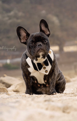 Französische Bulldogge trägt weißes Hundehalstuch mit Fliege