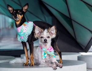 Hundemodels tragen rosa und türkise Hundeaccessoires mit Libellen  beim Fotoshooting