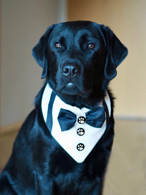 Schwarzer Labrador trägt weißes Hundehalstuch zur Hochzeit