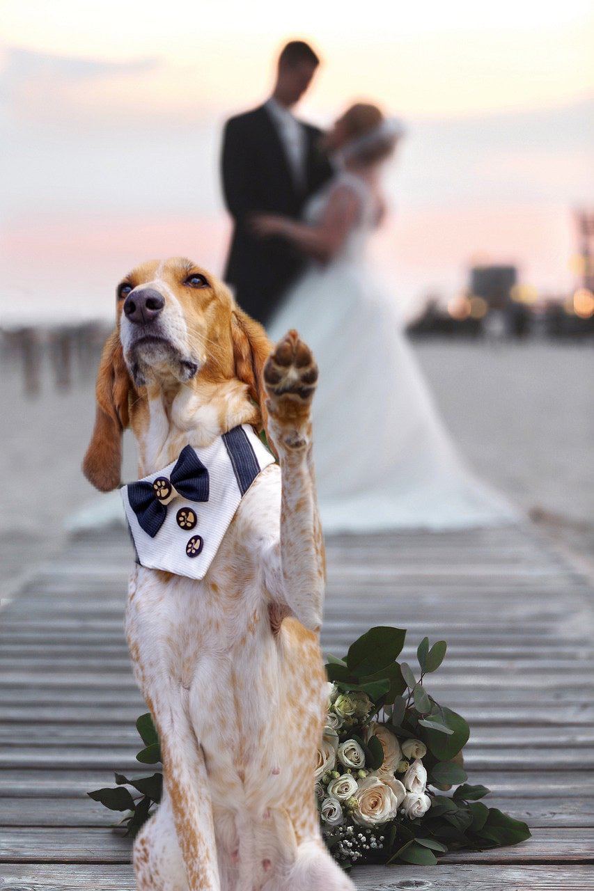 Hund trägt Hundehalstuch zur Hochzeit beim Fotoshooting des Brautpaares