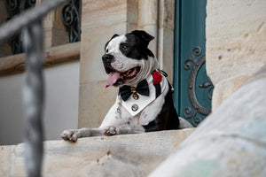 Staffordshire Bullterrier trägt Halstuch zur Hochzeit mit roten Blüten