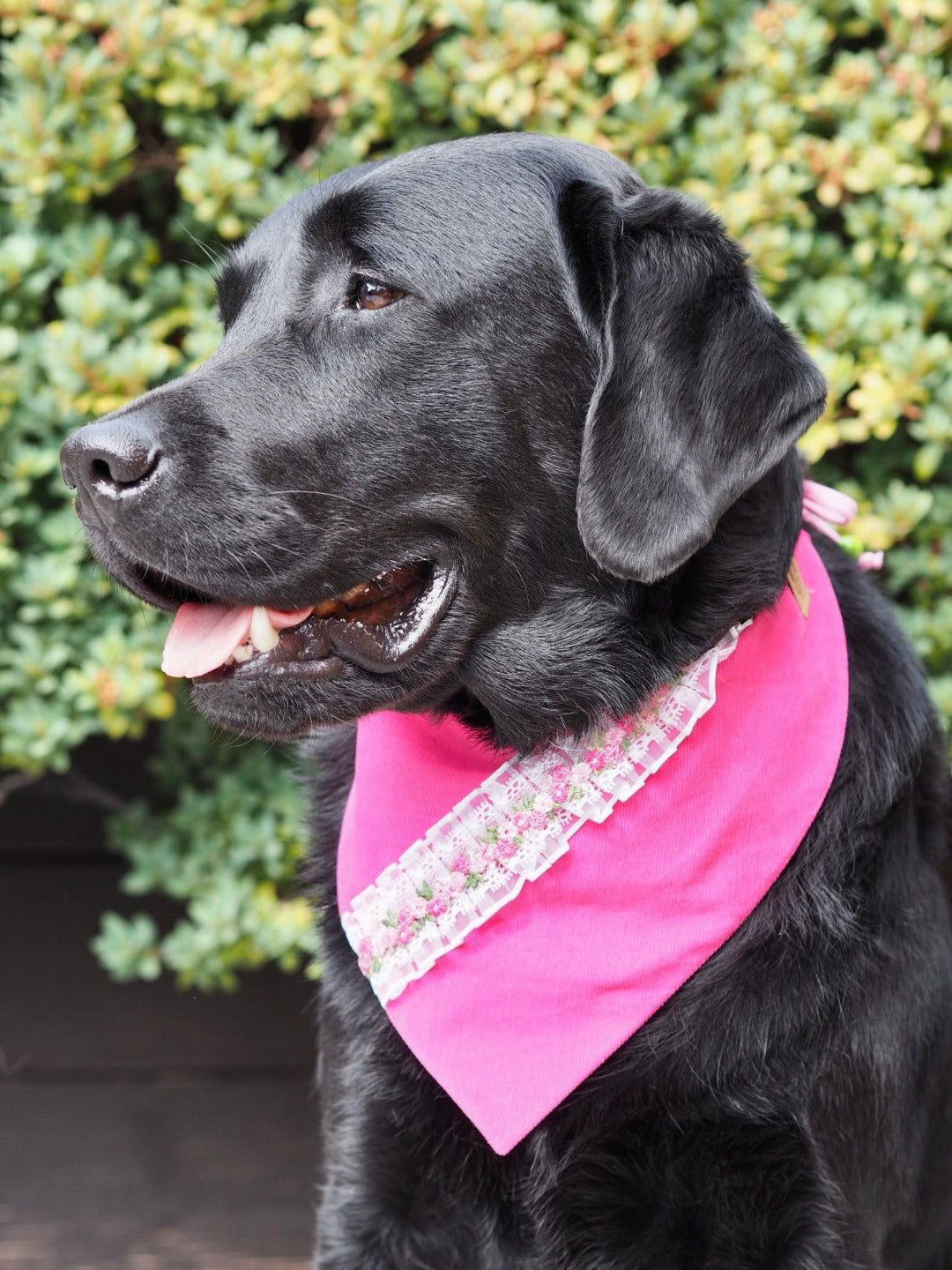 Schwarzer Labrador trägt pinkes Hundehalstuch mit Blumenborte aus Spitze