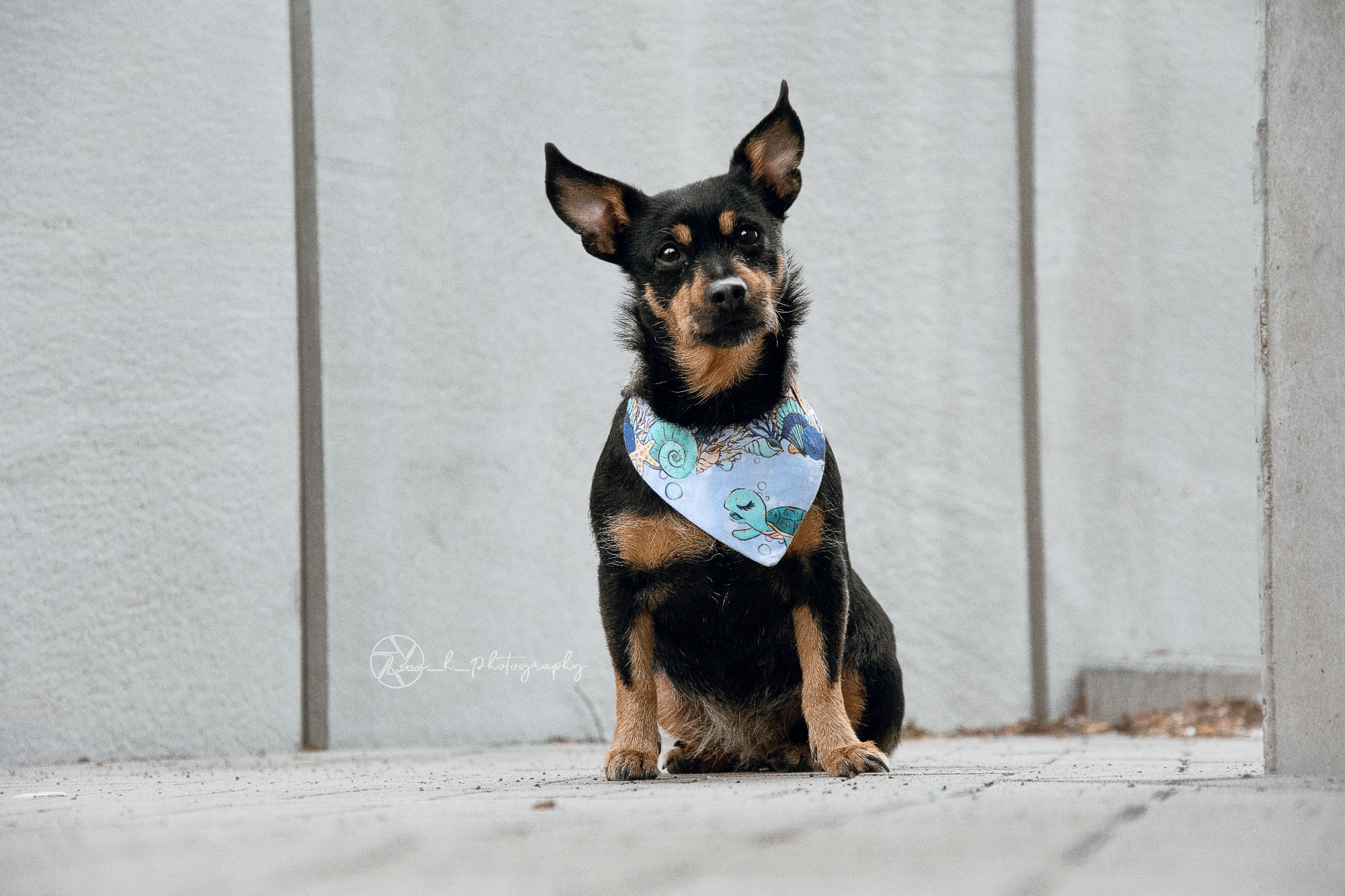 Süßer Hund trägt Hundehalstuch in hellblau mit Schildkröte und Muscheln beim Fotoshooting