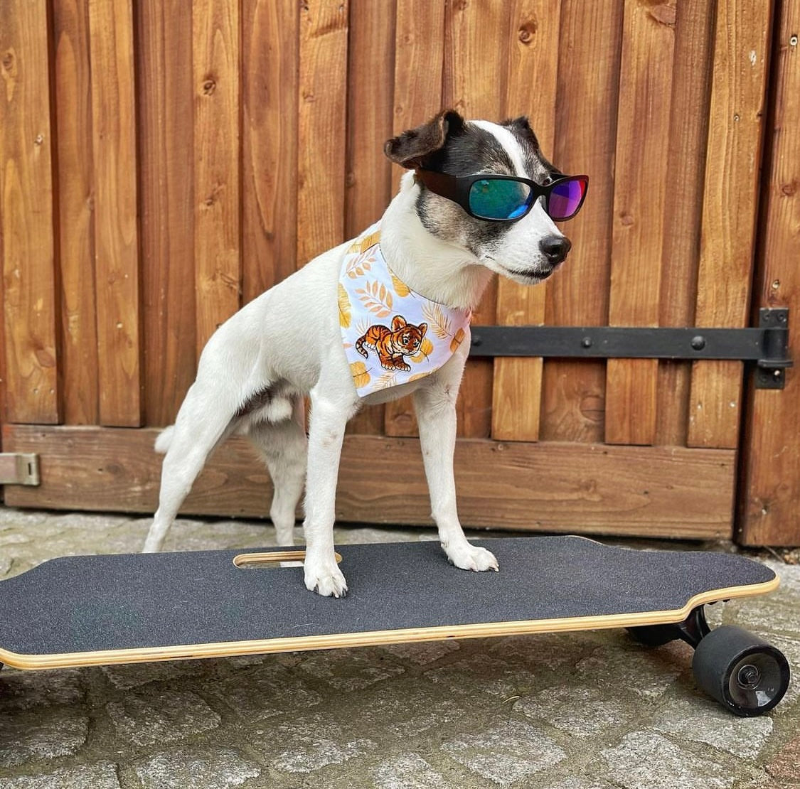 Hund auf Skateboard trägt Hundehalstuch mit Blattmuster und Tiger
