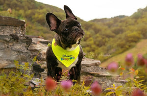 Französische Bulldogge trägt Hundehalstuch mit Aufdruck beim Fotoshooting