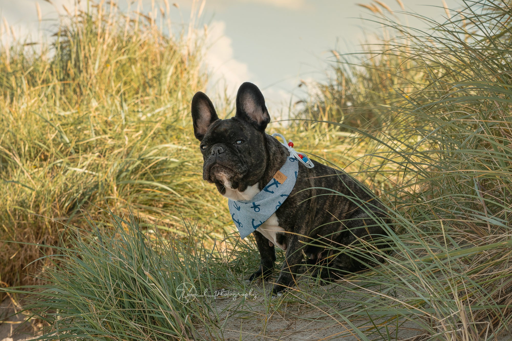 Französische Bulldogge trägt blaues Hundehalstuch zum Binden mit Ankern beim Fotoshooting