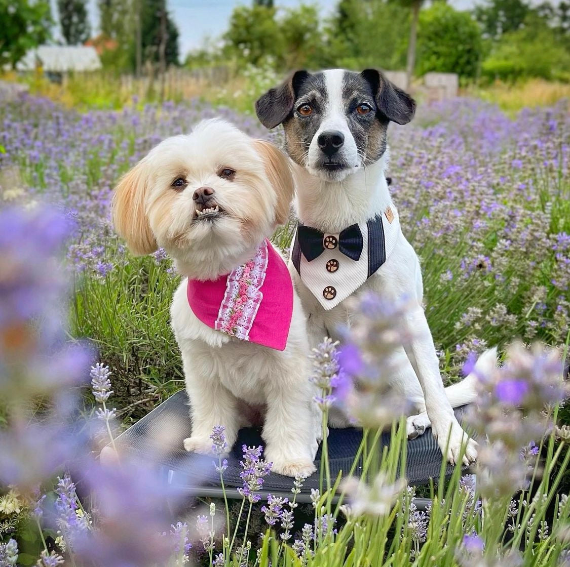 Zwei süße Hunde tragen handgemachte Hundehalstücher in pink und schwarz-weiß beim Fotoshooting