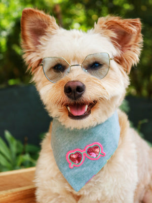 Süßer Hund trägt türkises Hundehalstuch mit Sonnenbrille aus Pailletten