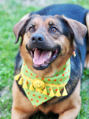 Hundemodel trägt Hundehalstuch mit Smiley und Fransen
