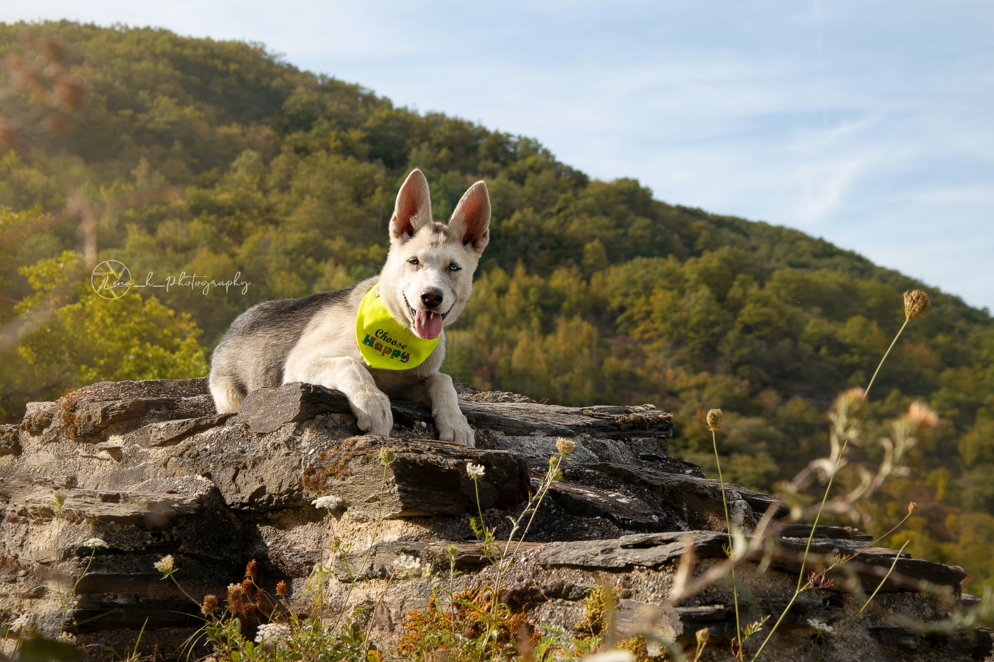 Weißer Schäferhund trägt Hundehalstuch zum Binden beim Fotoshooting