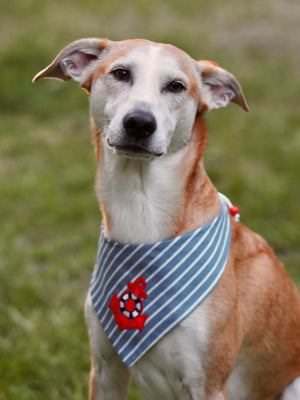 Hundemodel trägt blau weiß gestreiftes Hundehalstuch zum Binden mit rotem Anker
