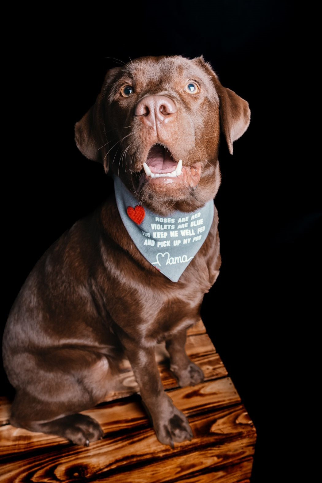 Brauner Labrador trägt Hundehalstuch zum Muttertag beim Fotoshooting