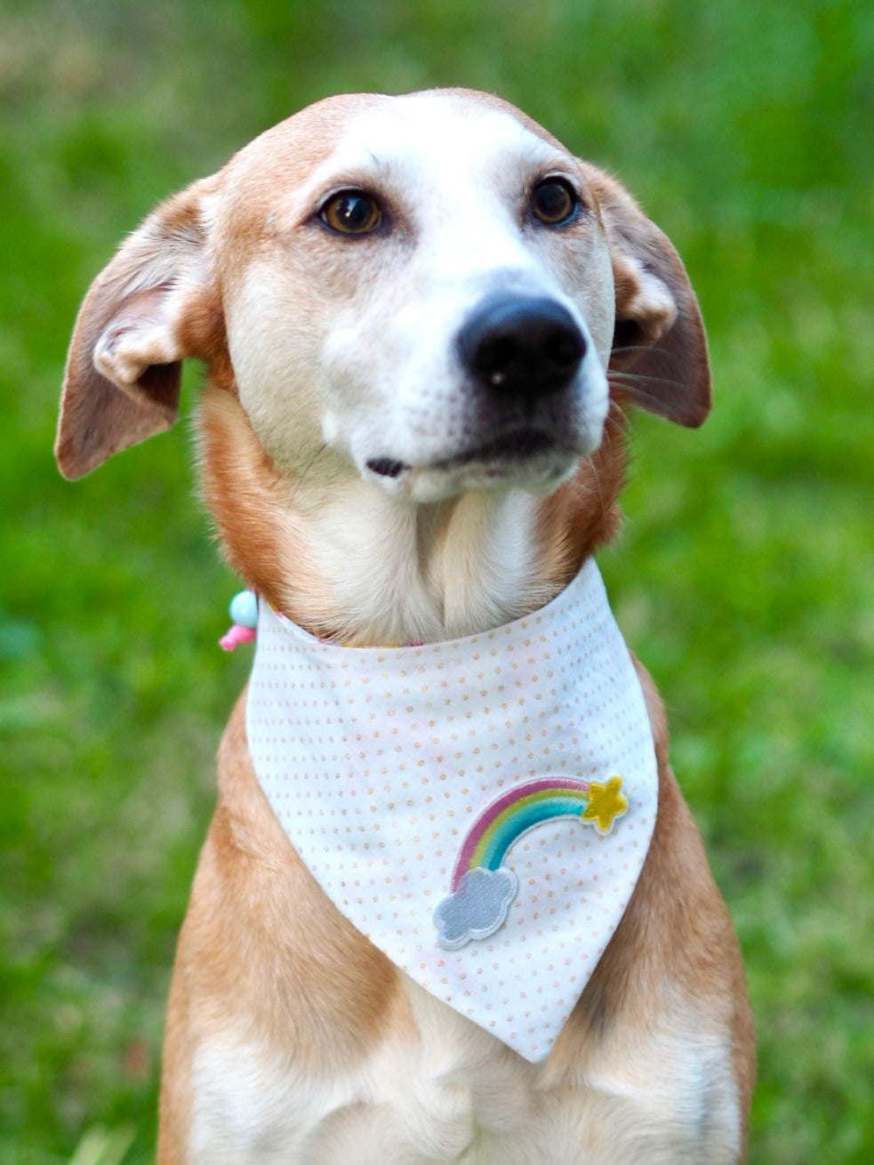 Hundemodel trägt weißes Hundehalstuch mit goldenen Punkten und Regenbogen