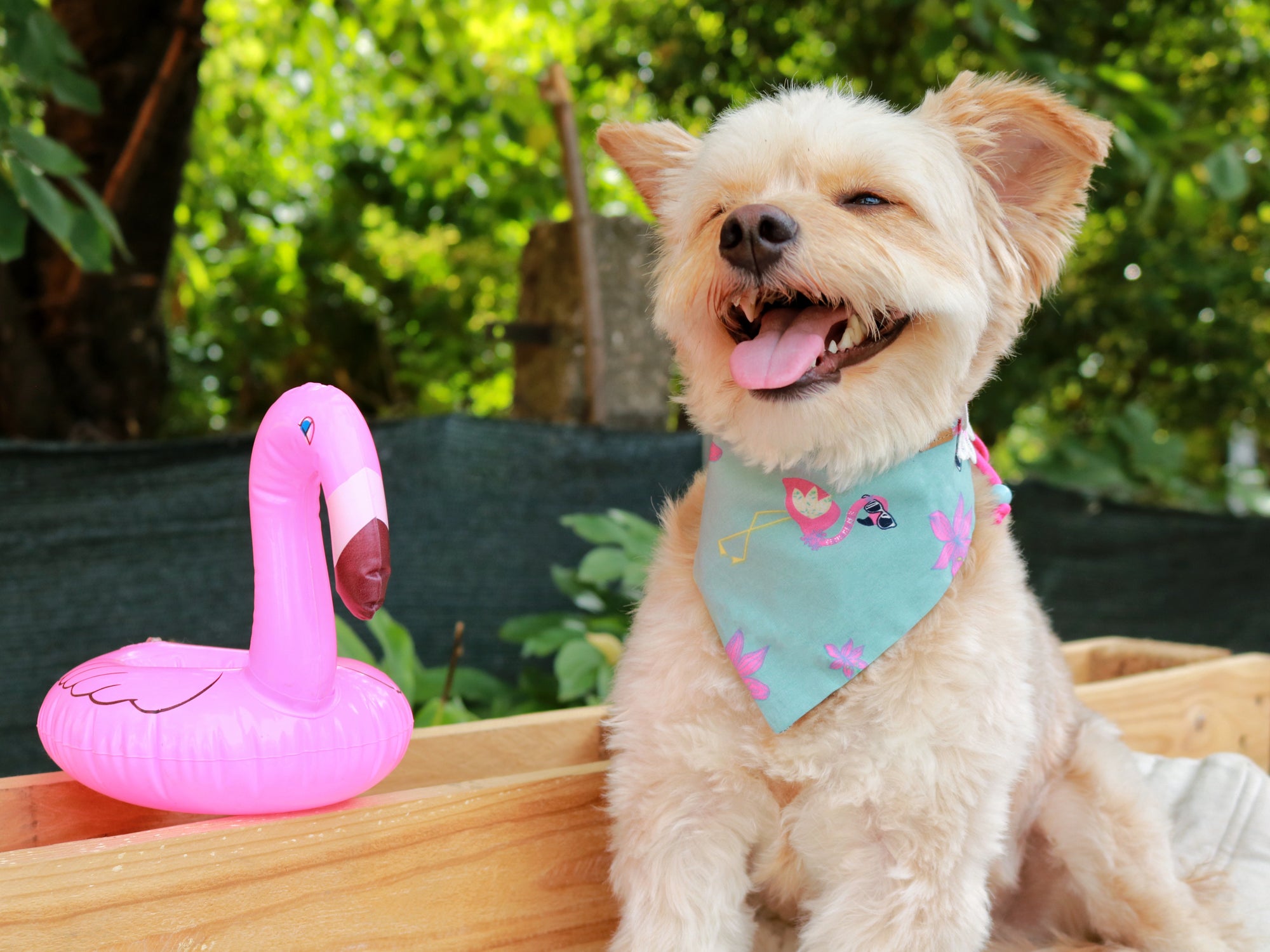 Süßer Malteser trägt türkises Hundehalstuch mit Flamingo in pink beim Fotoshooting