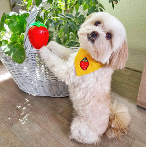 Süßer weißer Hund trägt gelbes Hundehalstuch mit Erdbeere beim Fotoshooting