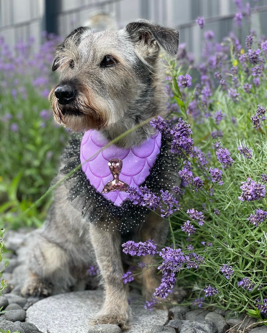 Grauer Hund trägt lila Hundehalstuch mit schwarzer Tüllborte und Schwanzflosse