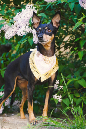 Zwergpinscher trägt Hundehalstuch mit floralem Muster und goldener Fransenborte