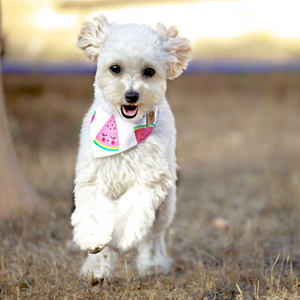 Süßer weißer Miniaturpudel trägt weißes Hundehalstuch mit rosa Wassermelonen