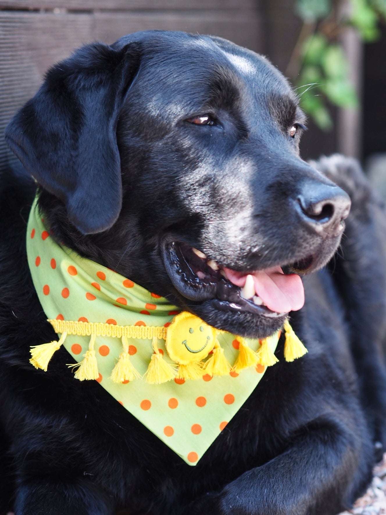 Schwarzer Labrador trägt Hundehalstuch mit Smiley in grün gelb orange