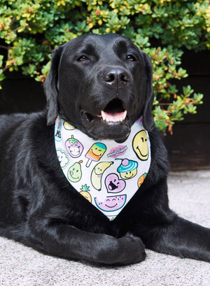 Schwarzer Labrador trägt weißes Hundehalstuch mit Smileys 