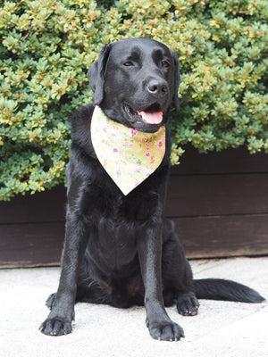 Schwarzer Labrador trägt Hundehalstuch mit floralem Muster in pink und grün