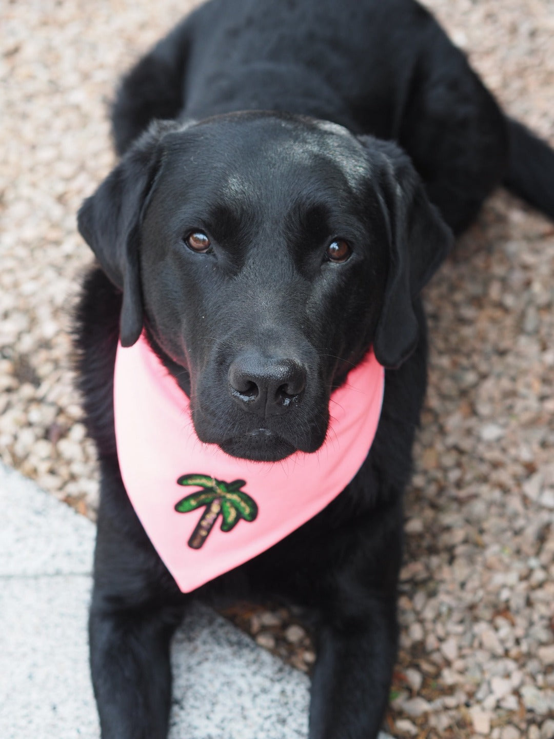 Schwarzer Labrador trägt handgemachtes Hundehalstuch mit Palme
