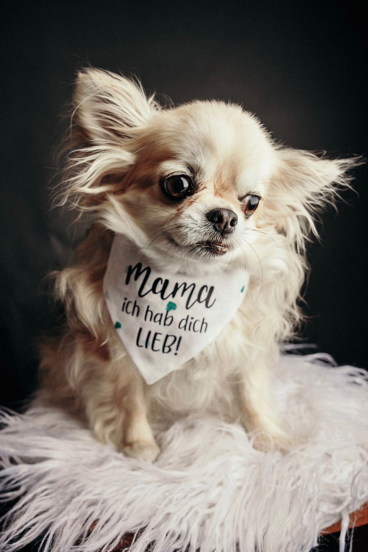 Chihuahua mit handgemachtem Hundehalstuch zum Muttertag und Aufdruck Mama ich hab dich lieb